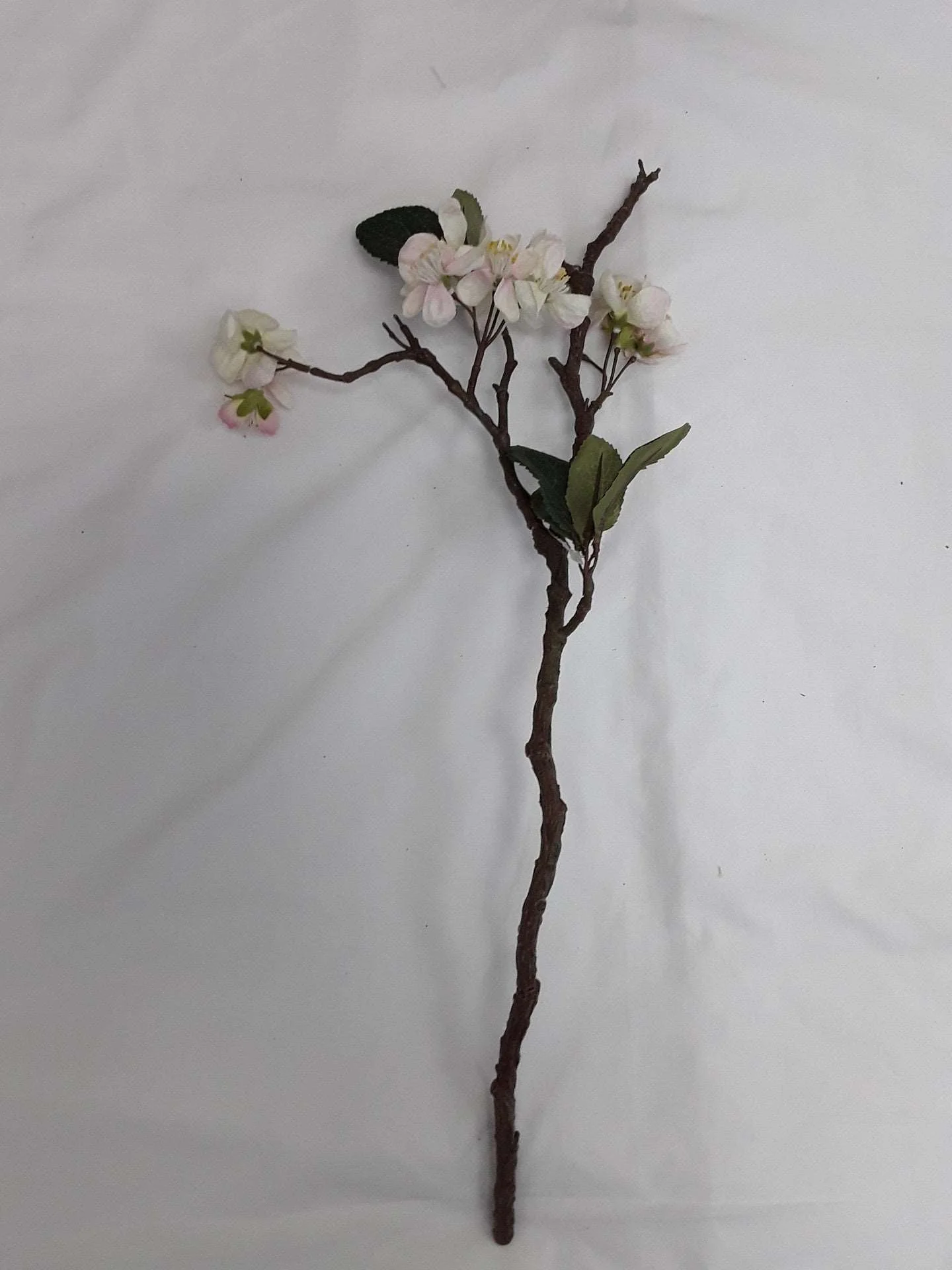 Cherry stem 1