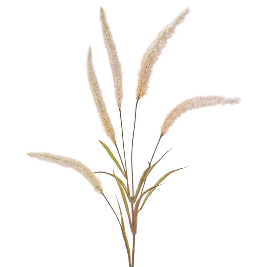 Flowering Pearl Grass: Cream/Brown