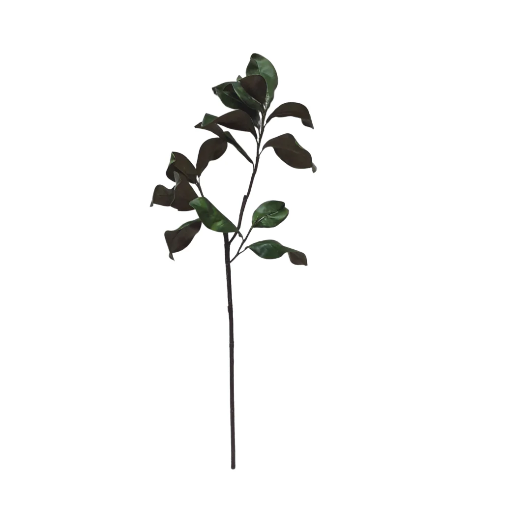 Grandiflora Magnolia Leaves: Green - Xtra Large