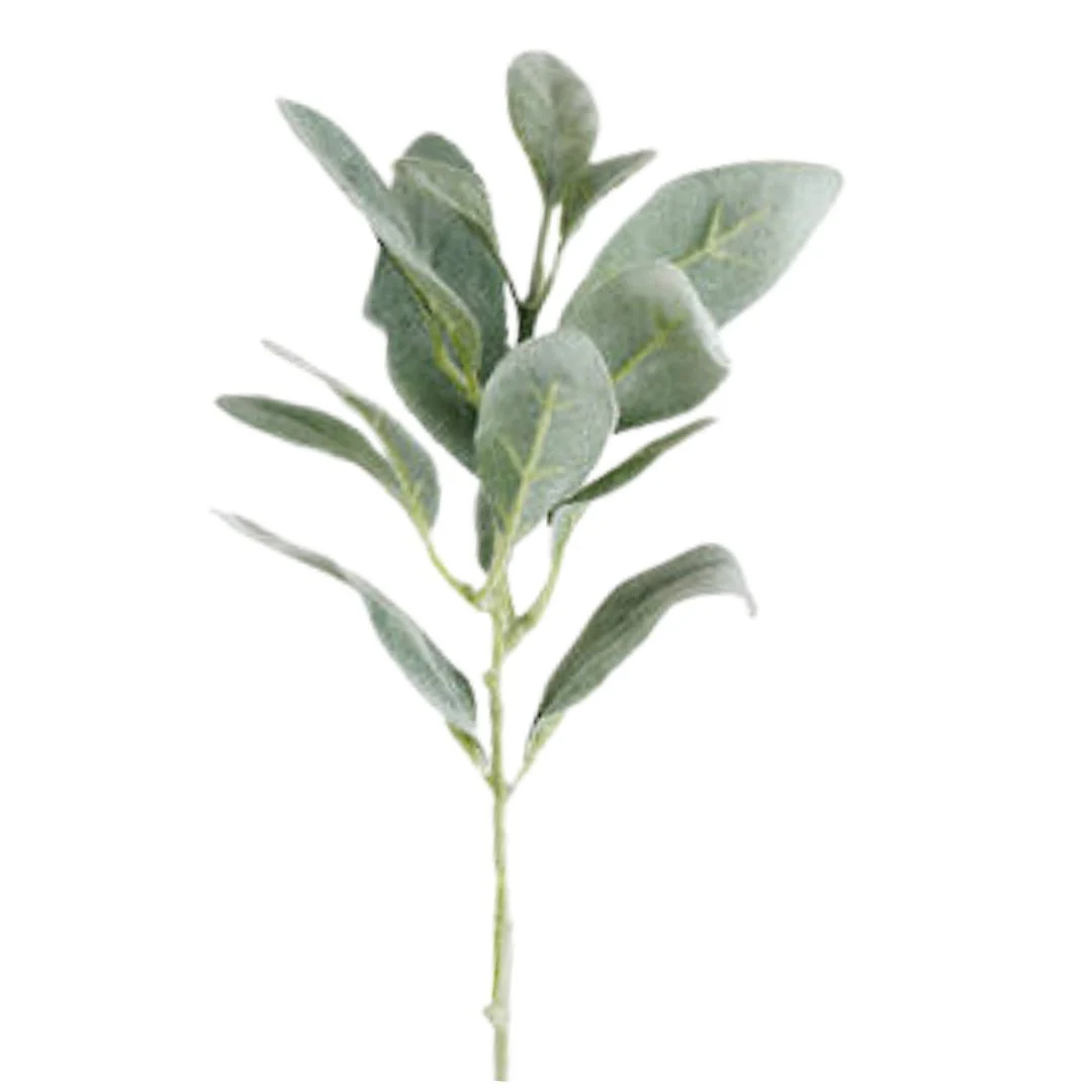 Lambs Ear Short Stem - 38cm