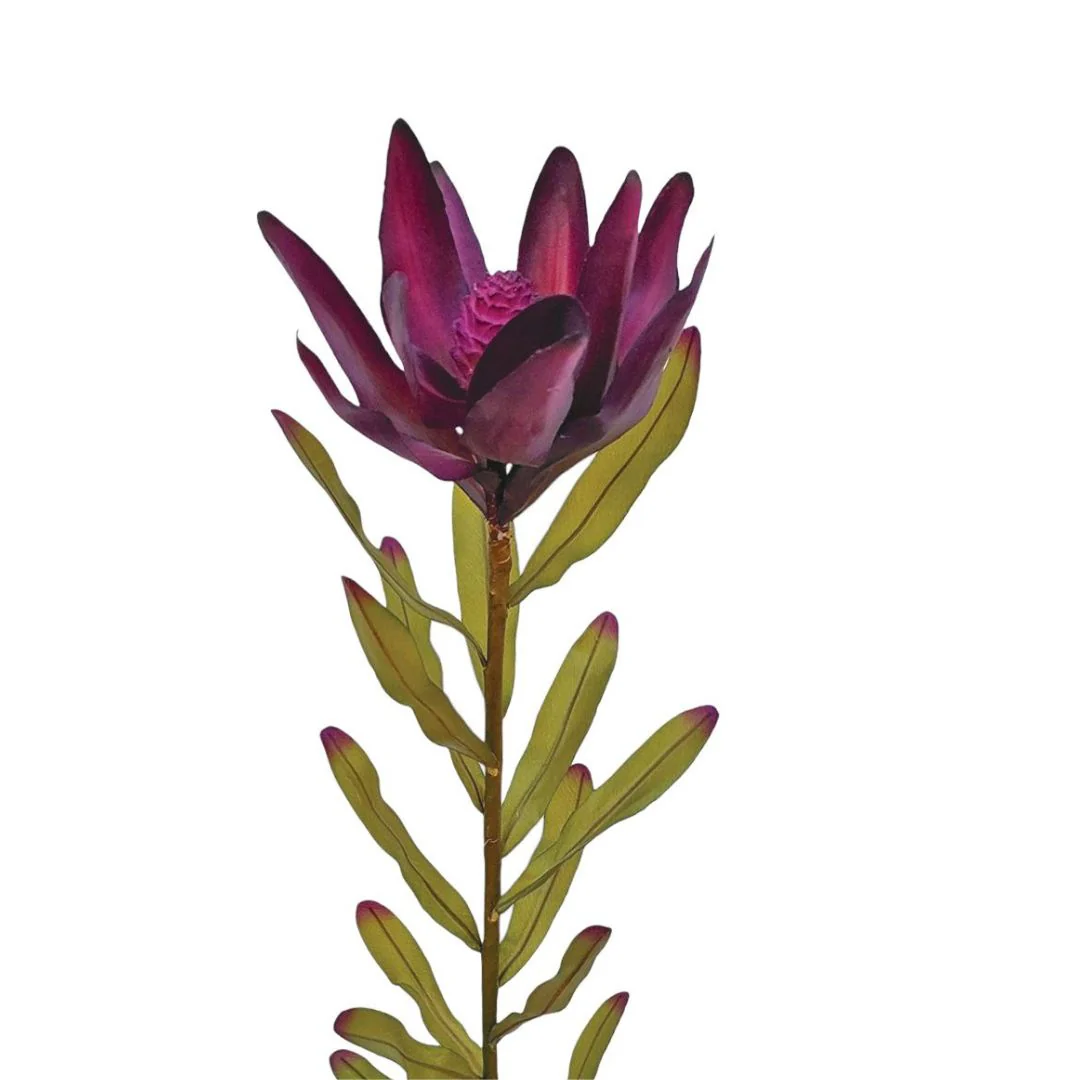 Leucodendron - Aubergine