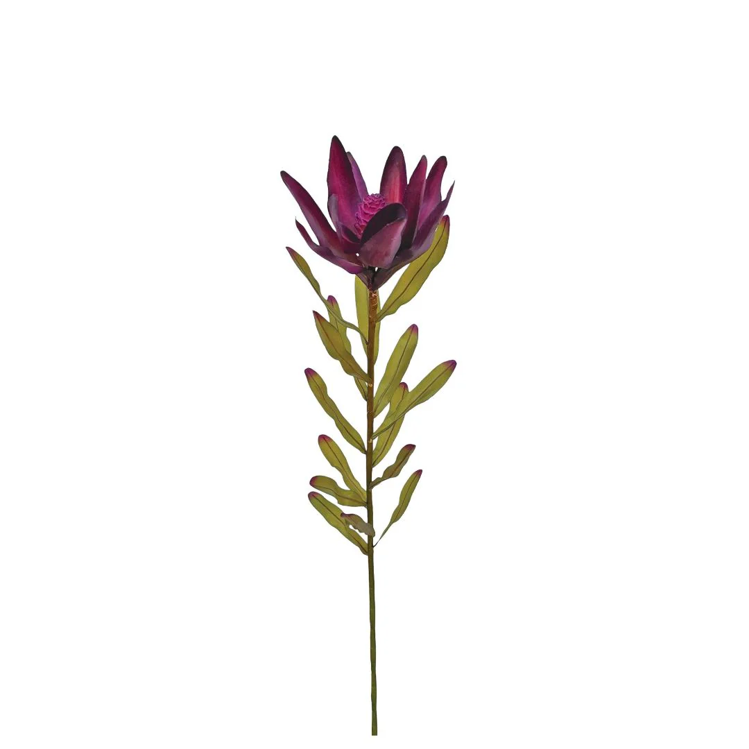 Leucodendron - Aubergine - Image 2