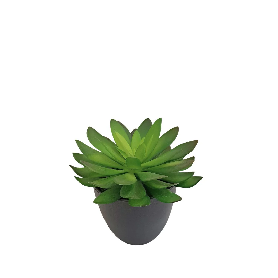 Potted Succulent - Green - Image 3