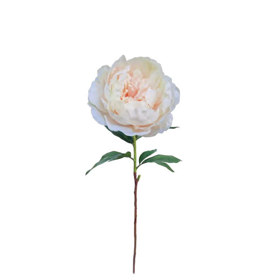 Large Queen Peony - Seashell - Image 2