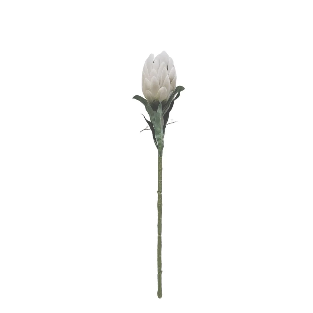 Queen Protea - Cream - Image 2