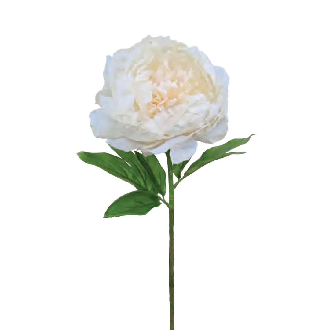 Royal Peony - Champagne