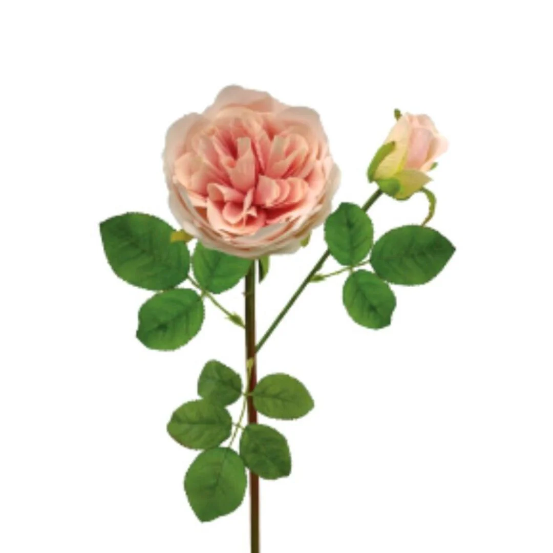 Olde World Rose - Pink - Image 2