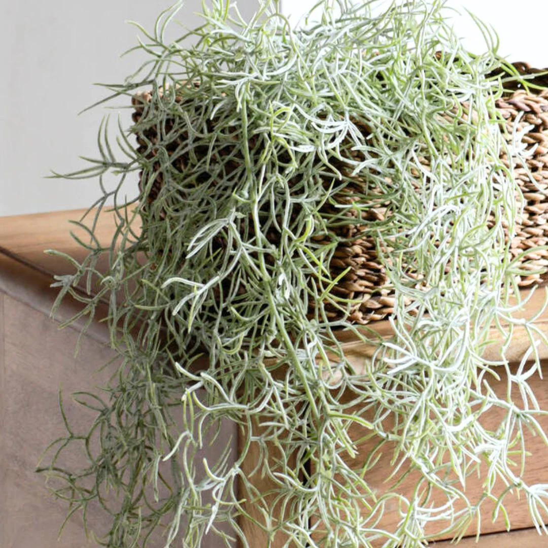 Spanish Moss - Green Grey - Image 2