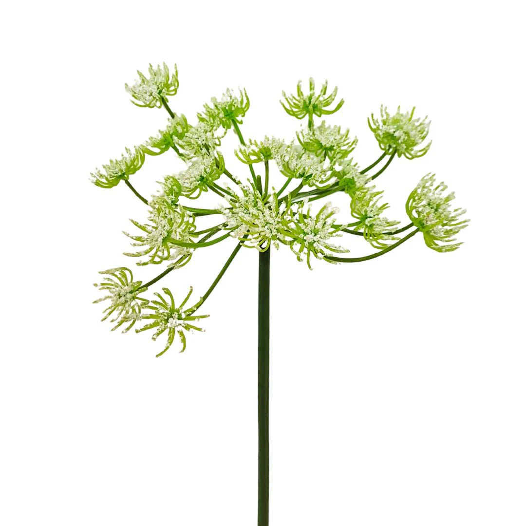 Queen Anne’s Lace: White - Tall