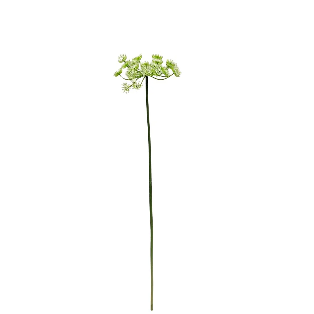 Queen Anne’s Lace: White - Tall - Image 2